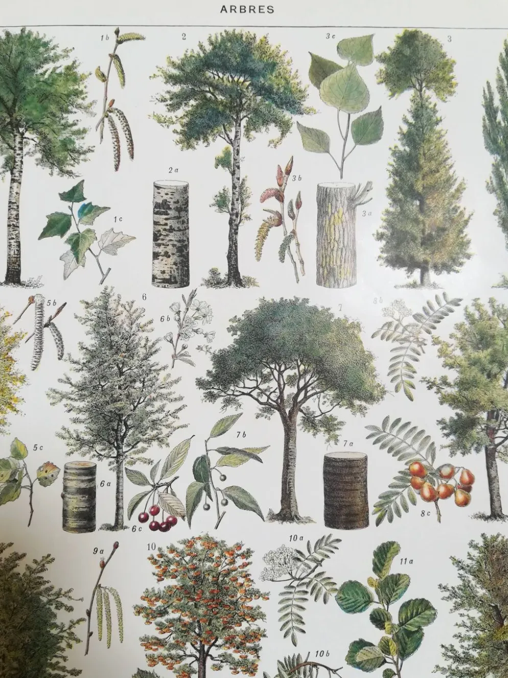 Lithographie sur les arbres de 1928 "peuplier"