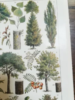 Lithographie sur les arbres de 1928 "peuplier"