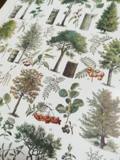 Lithographie sur les arbres de 1928