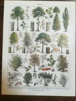 Lithographie sur les arbres de 1928