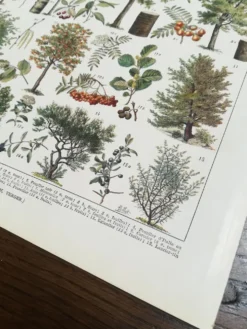 Lithographie sur les arbres de 1928