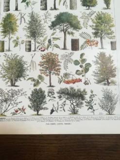 Lithographie sur les arbres de 1928