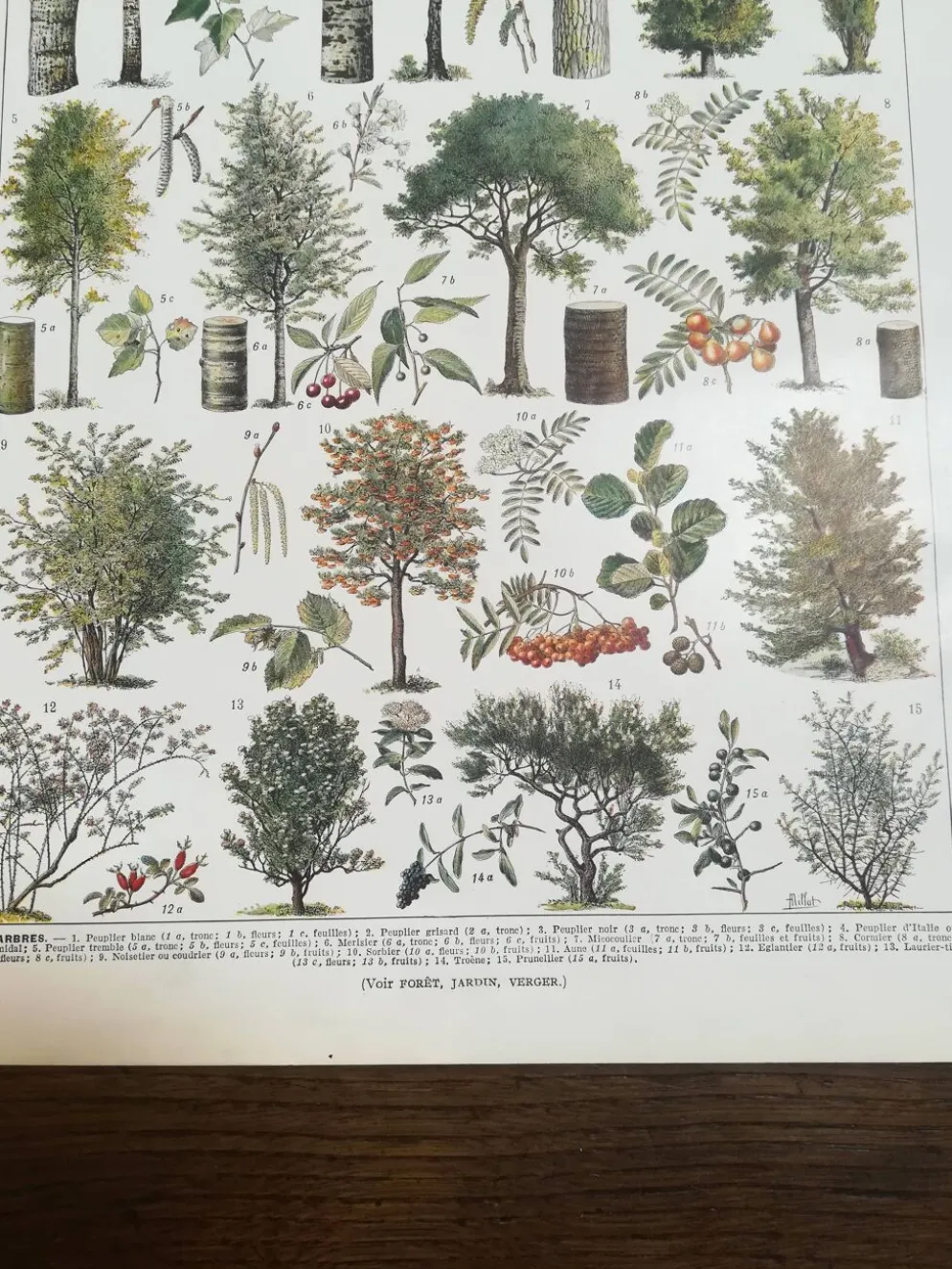 Lithographie sur les arbres de 1928 "peuplier"