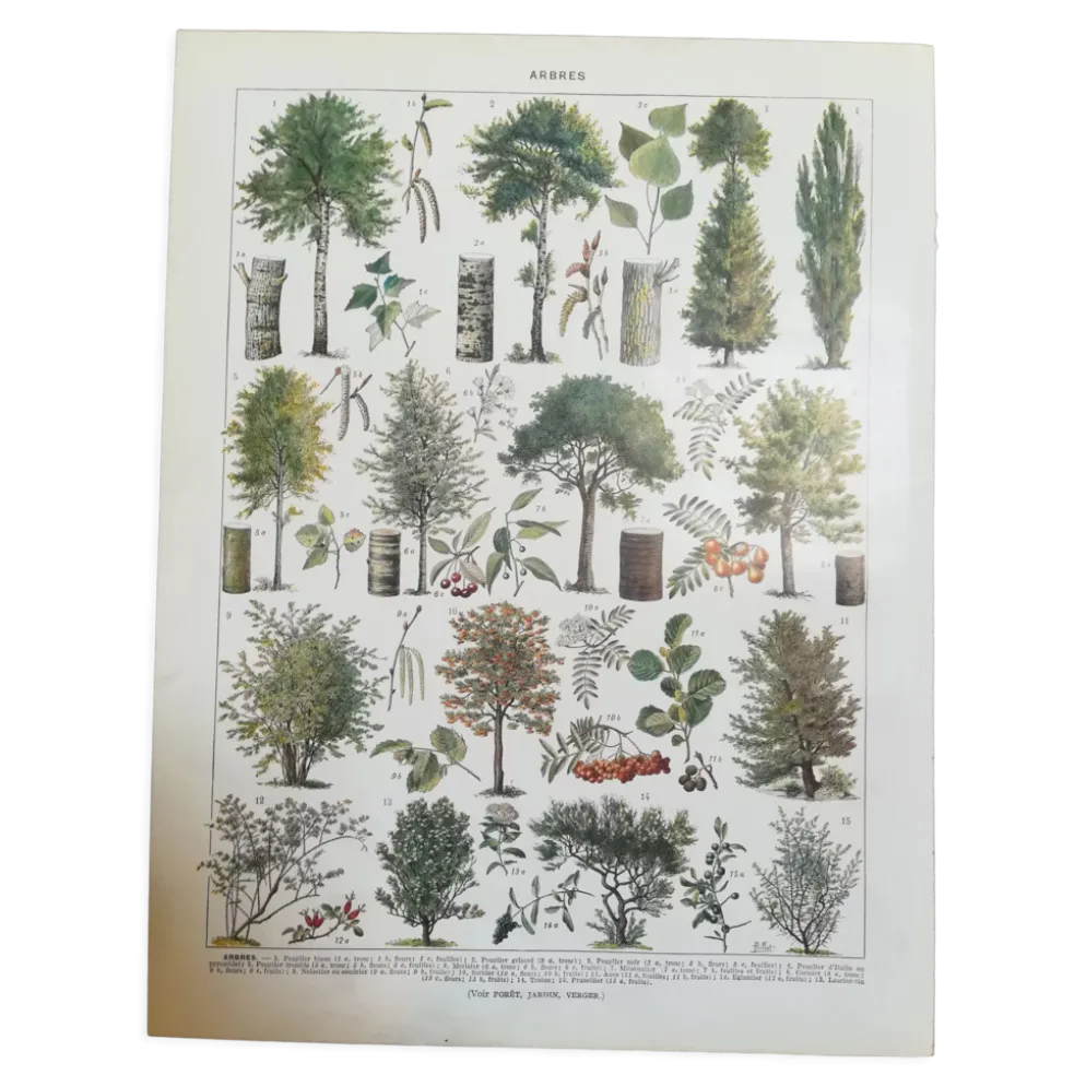 Lithographie sur les arbres de 1928 "peuplier"