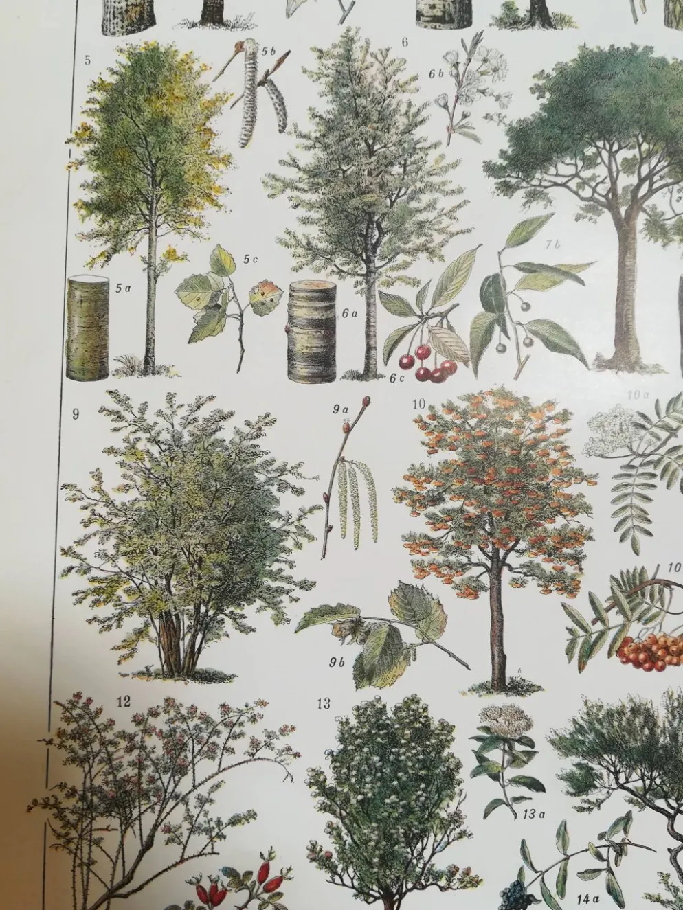 Lithographie sur les arbres de 1928 "peuplier"