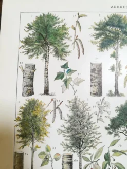 Lithographie sur les arbres de 1928