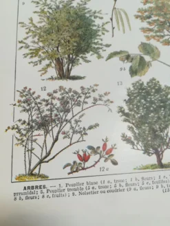 Lithographie sur les arbres de 1928