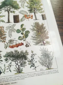 Lithographie sur les arbres de 1928
