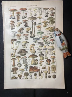 Lithographie sur les champignons de 1922