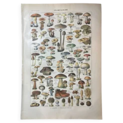 Lithographie sur les champignons de 1922