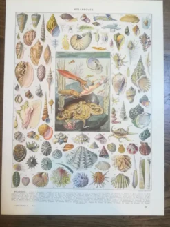 Lithographie sur les coquillages et mollusques de 1928
