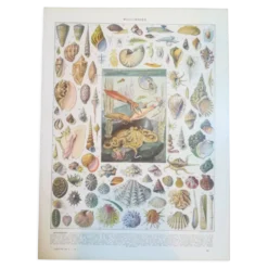 Lithographie sur les coquillages et mollusques de 1928