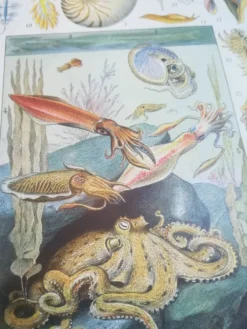 Lithographie sur les coquillages et mollusques de 1928