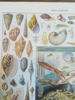 Lithographie sur les coquillages et mollusques de 1928