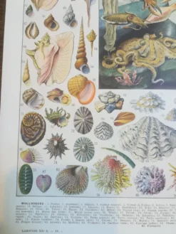 Lithographie sur les coquillages et mollusques de 1928