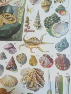 Lithographie sur les coquillages et mollusques de 1928