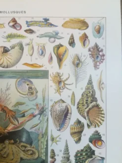 Lithographie sur les coquillages et mollusques de 1928
