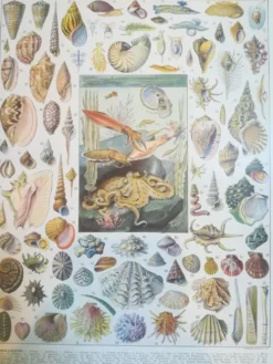 Lithographie sur les coquillages et mollusques de 1928