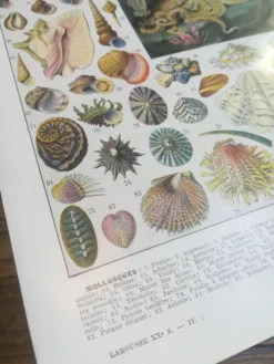 Lithographie sur les coquillages et mollusques de 1928