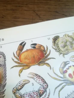 Lithographie sur les crustacés de 1928