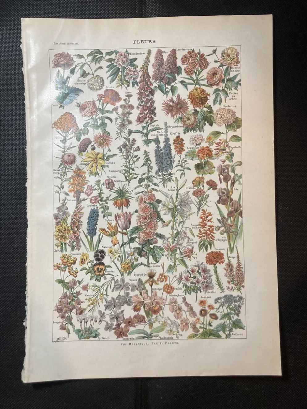 Lithographie sur les fleurs de 1922