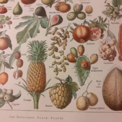 Lithographie sur les fruits de 1928