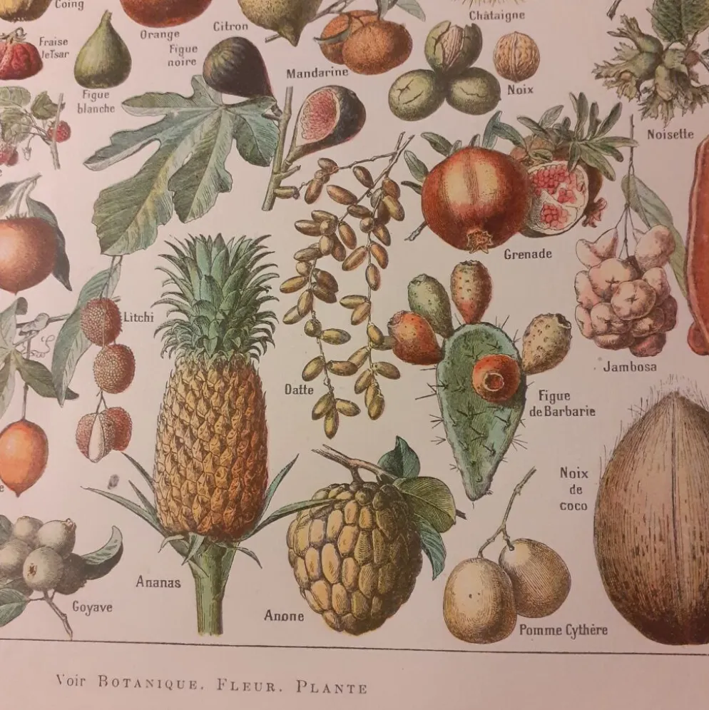 Lithographie sur les fruits de 1928