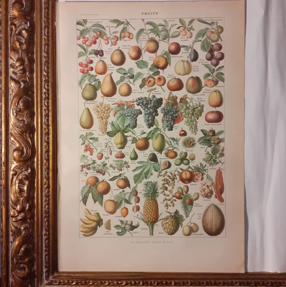 Lithographie sur les fruits de 1928
