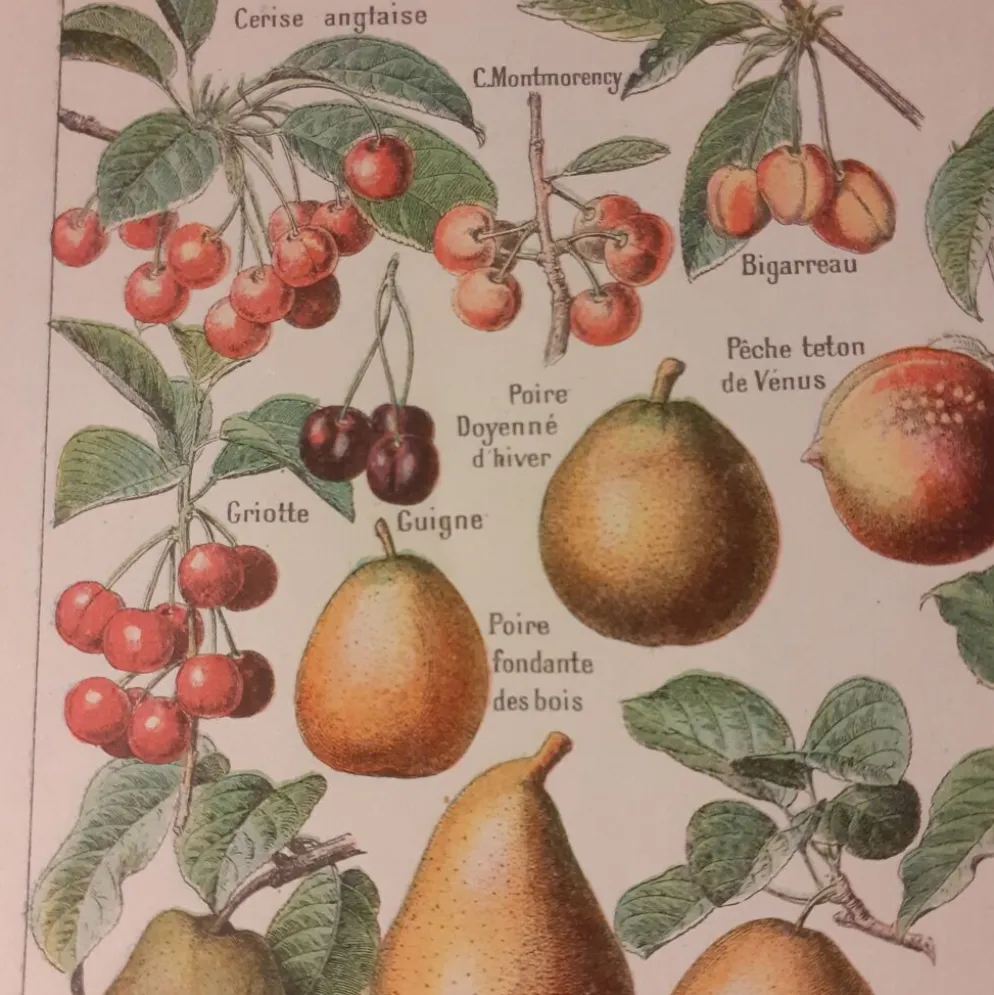Lithographie sur les fruits de 1928