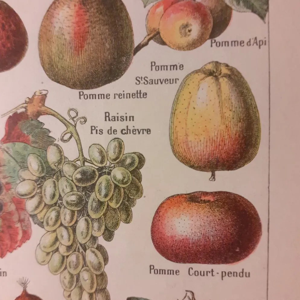 Lithographie sur les fruits de 1928