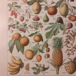 Lithographie sur les fruits de 1928