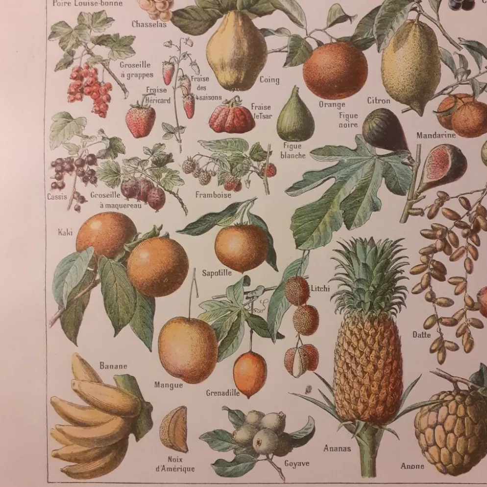 Lithographie sur les fruits de 1928
