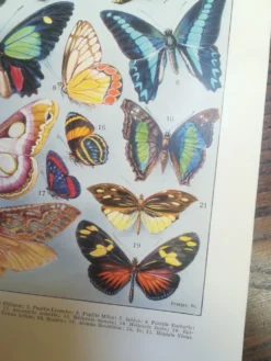 Lithographie sur les papillons de 1928 "exotiques"