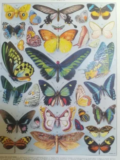 Lithographie sur les papillons de 1928 