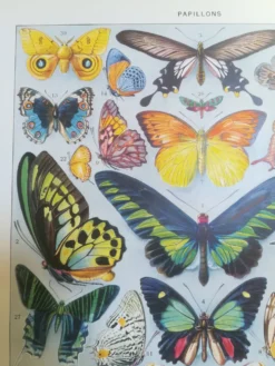 Lithographie sur les papillons de 1928 