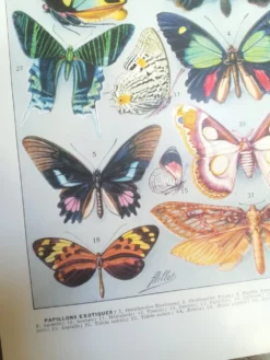 Lithographie sur les papillons de 1928 