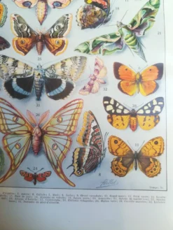 Lithographie sur les papillons de 1928 