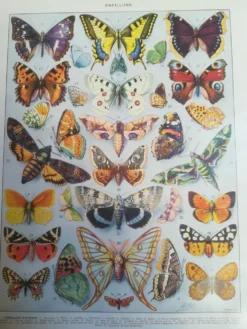 Lithographie sur les papillons de 1928 