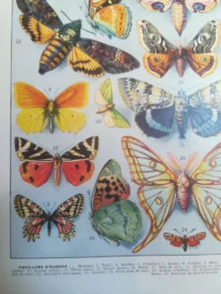 Lithographie sur les papillons de 1928 