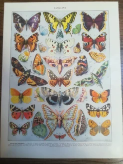 Lithographie sur les papillons de 1928 