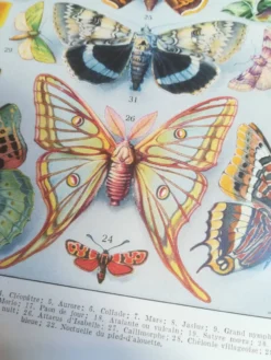Lithographie sur les papillons de 1928 