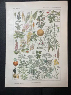 Lithographie sur les plantes dangereuses de 1920 "cigüe"