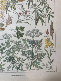 Lithographie sur les plantes dangereuses de 1920 