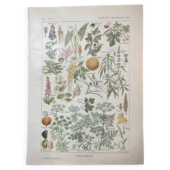 Lithographie sur les plantes dangereuses de 1920 