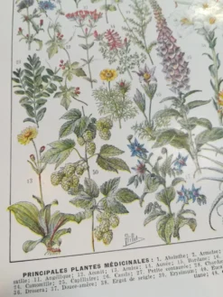 Lithographie sur les plantes médicinales de 1928 (absinthe)