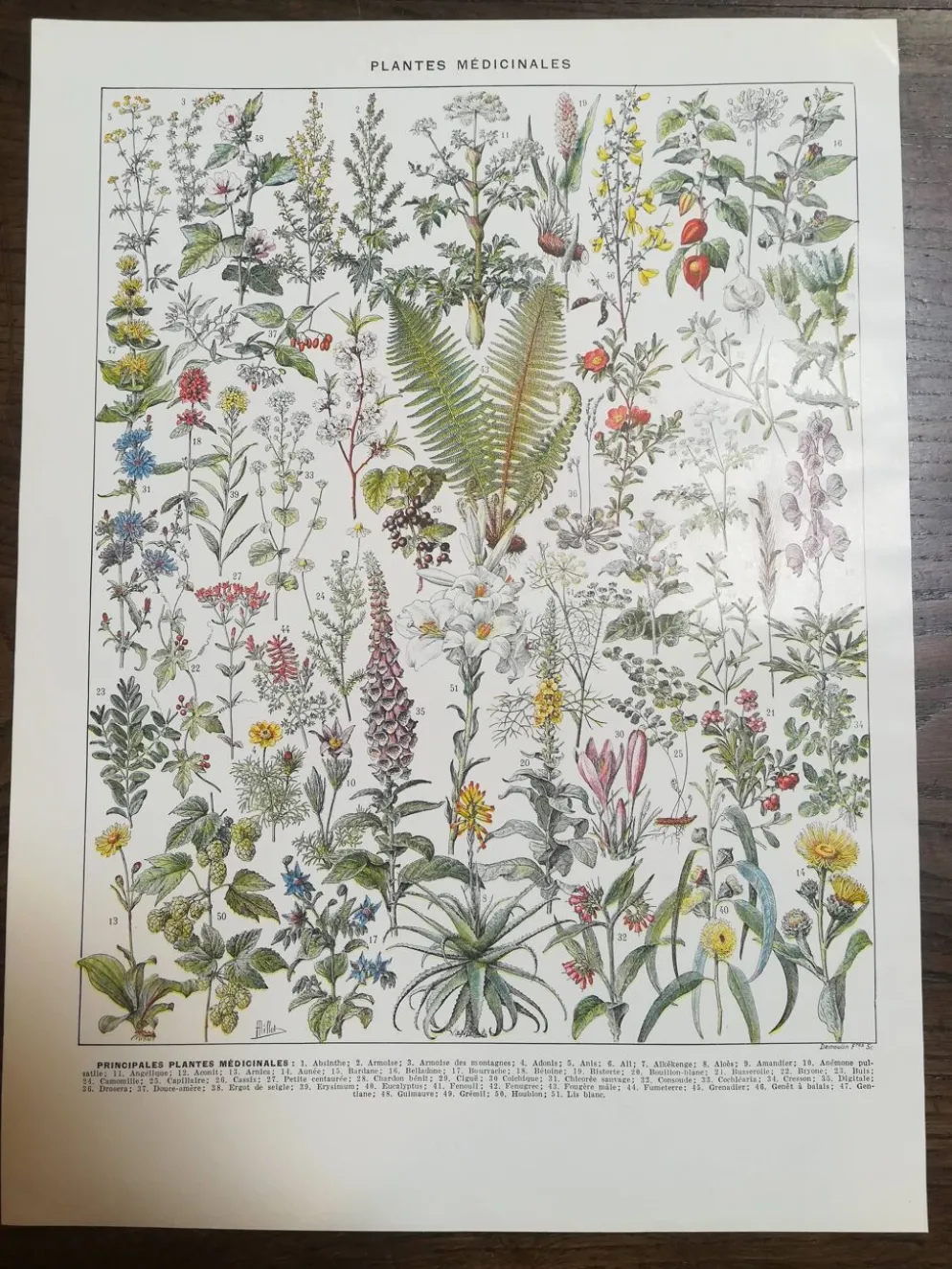 Lithographie sur les plantes médicinales de 1928 (absinthe)