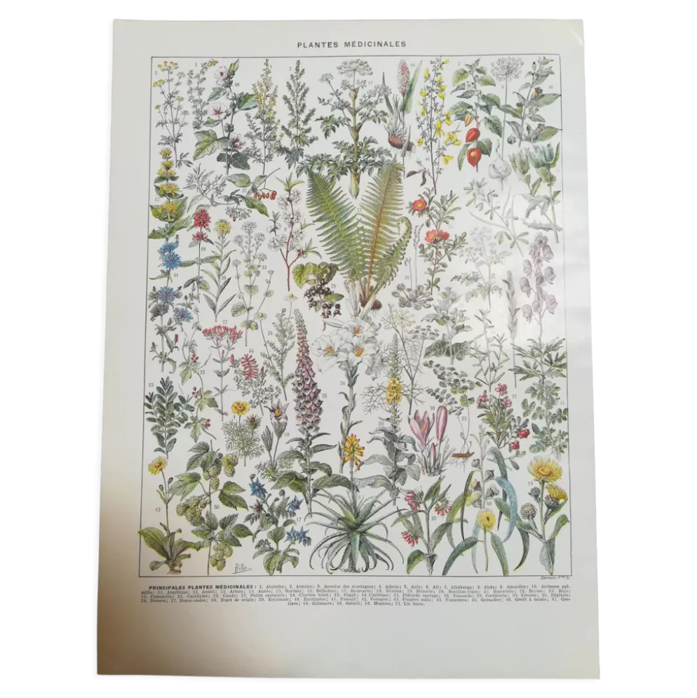 Lithographie sur les plantes médicinales de 1928 (absinthe)