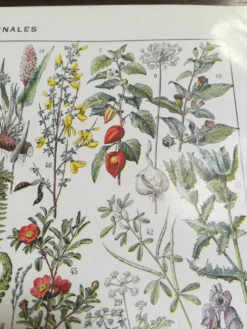 Lithographie sur les plantes médicinales de 1928 (absinthe)