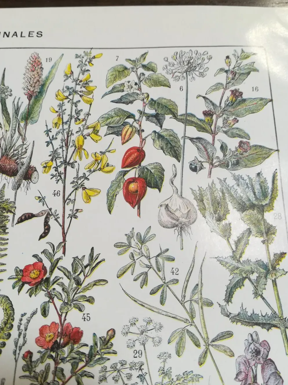 Lithographie sur les plantes médicinales de 1928 (absinthe)