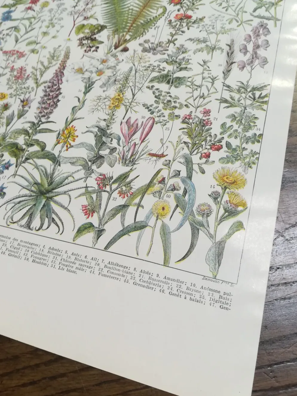 Lithographie sur les plantes médicinales de 1928 (absinthe)